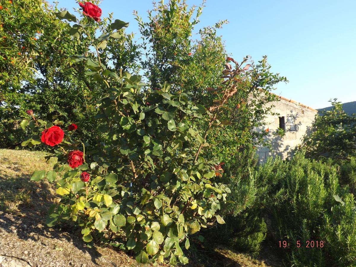 Raj Apartman Kotor Kültér fotó